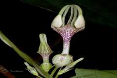Ceropegia macrantha